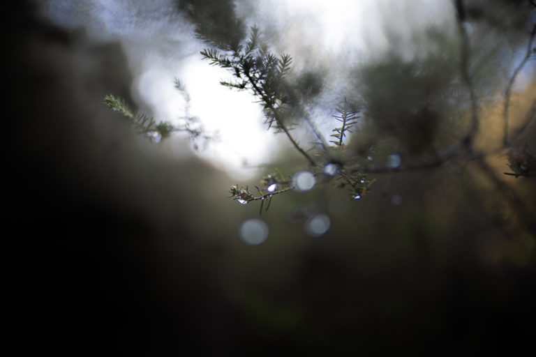 balsamseeledavid-monje-FoDeDGLvgZU-unsplash